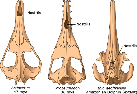 Evolusjonen til hodet på en hval